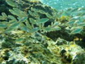 Charter-Kroatien-Sukosan: Die Unterwasserwelt der Kornaten ist lebendig